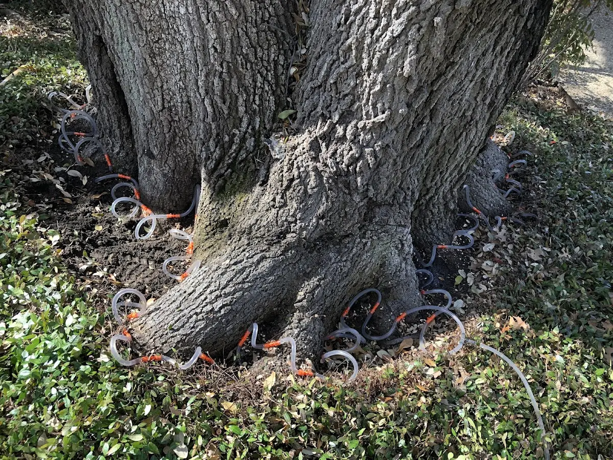 Detailed Tree Cabling and Bracing job site in Ashby