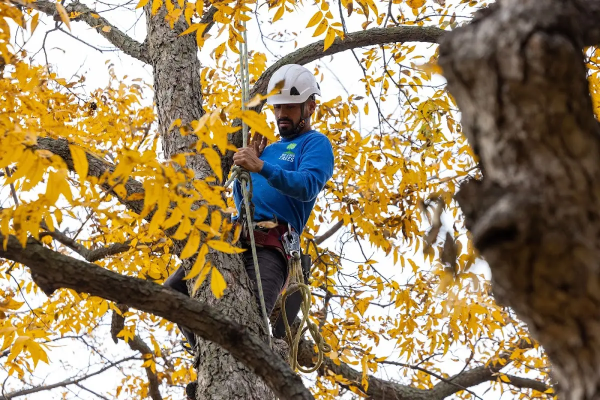Skilled Emergency Tree Service crew working in Ashby